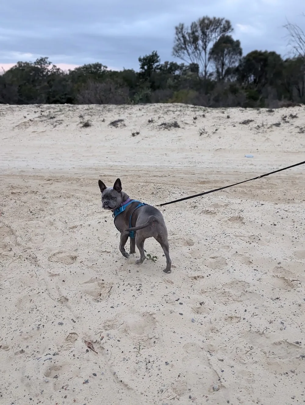 Wag Away Stayz - Perth pet otel görseli 3
