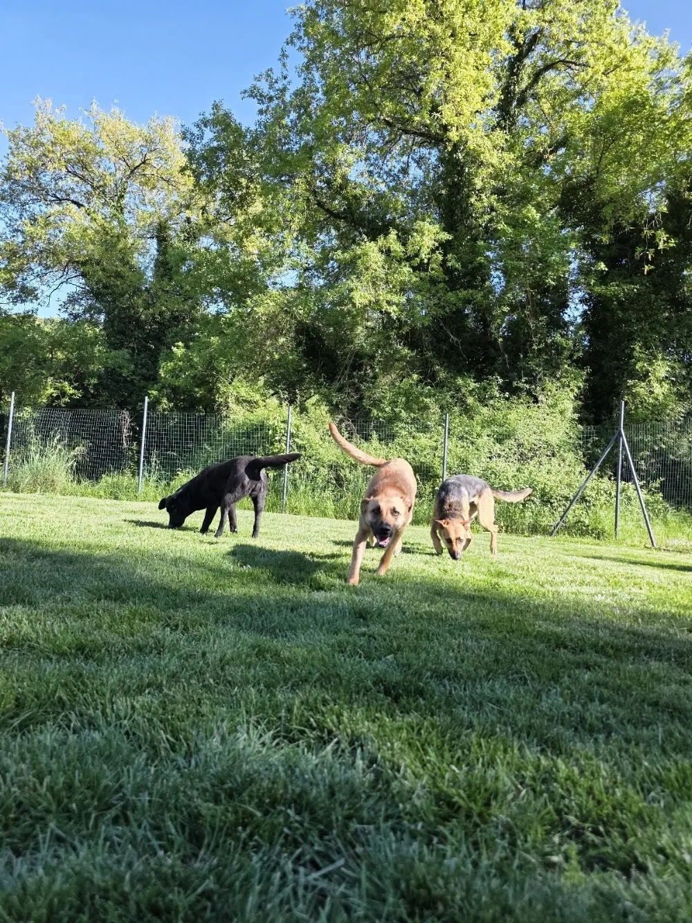 Dog's Club umbria - Perugia pet otel görseli 4