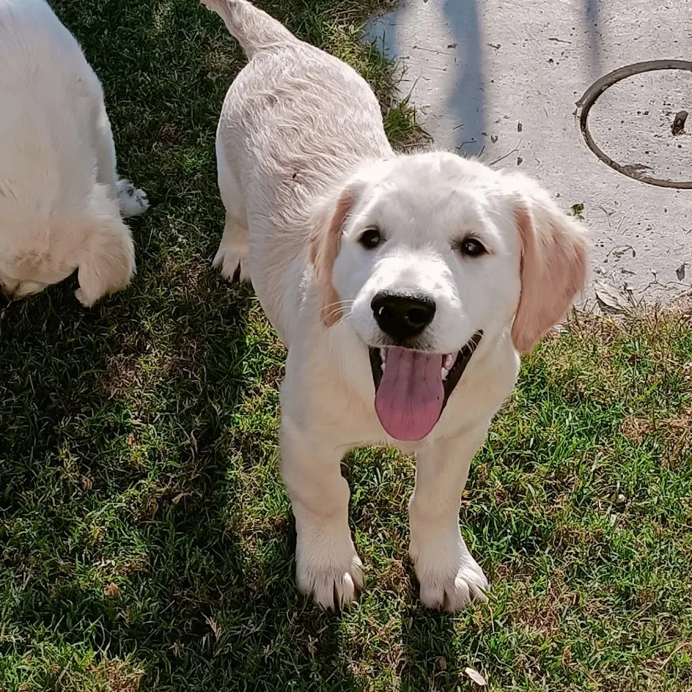 Happy Dogs Center - Perugia pet otel