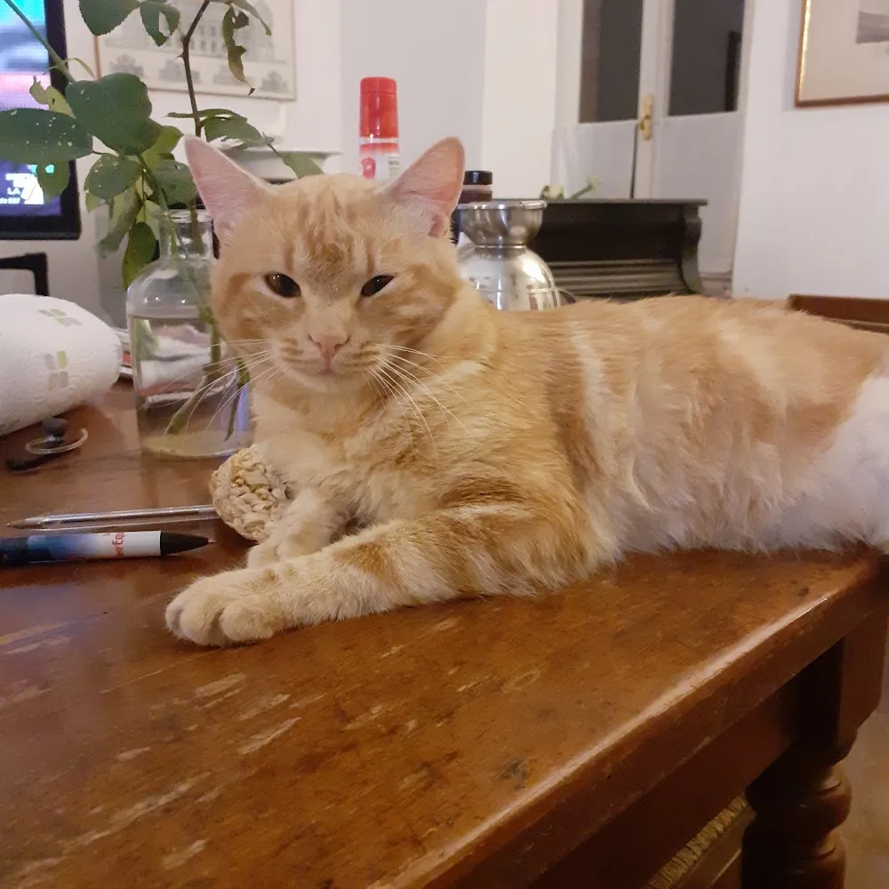 Pensioni Per Cani E Gatti Pergola Bella - Perugia pet otel görseli 3