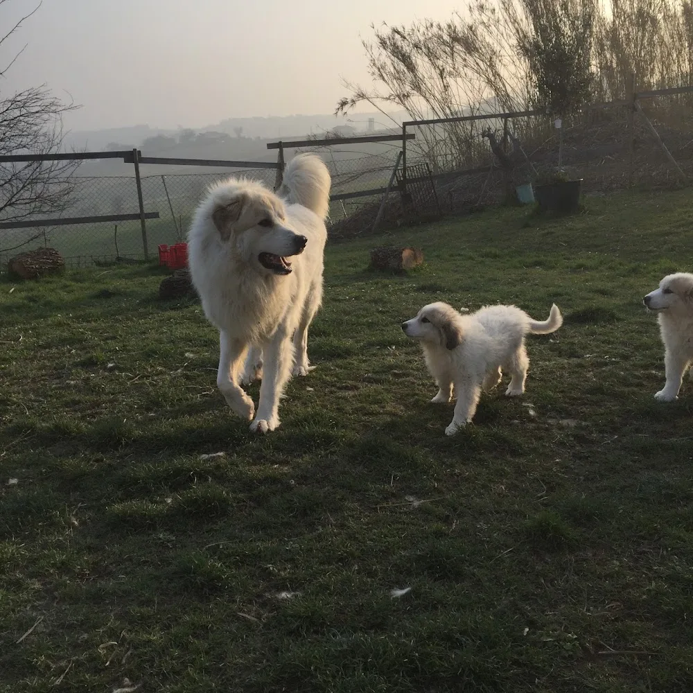 Amici Felici - Pesaro and Urbino pet otel