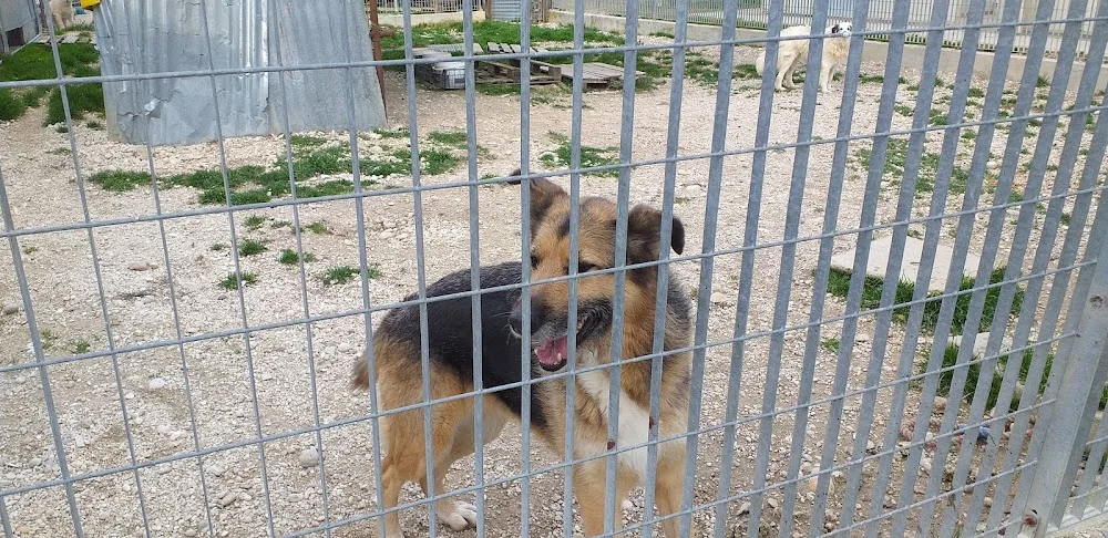 Canile Rifugio Chieti "Achille Bonincontro" - Pescara pet otel görseli 7