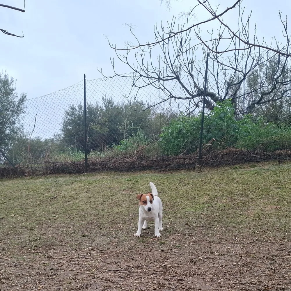 Dog Farm - Pescara pet otel görseli 7