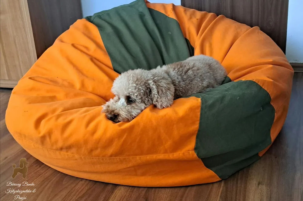 Bársony Bunda Kutyakozmetika és Panzió - Pest County pet otel