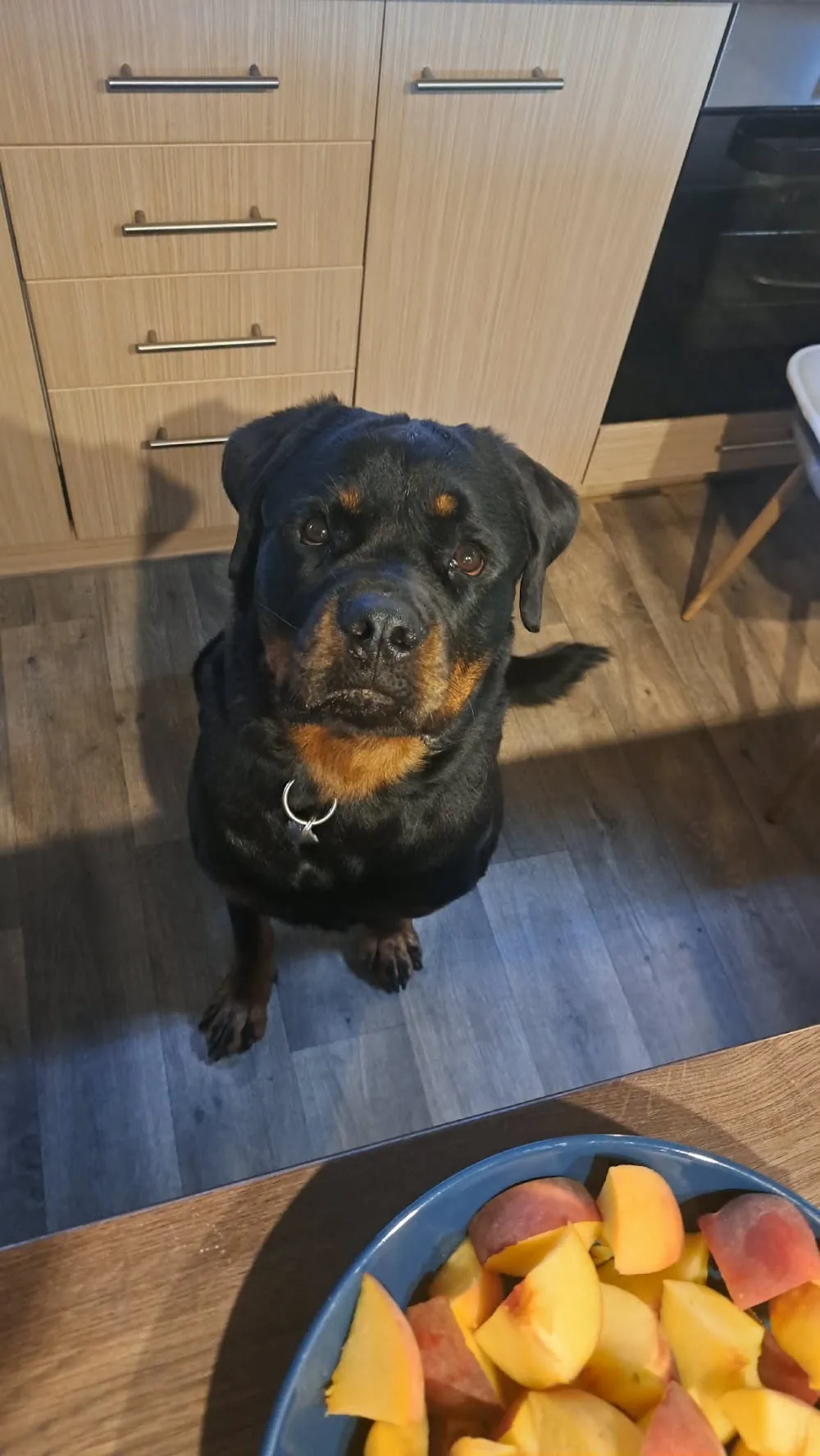 Bársony Bunda Kutyakozmetika és Panzió - Pest County pet otel görseli 3