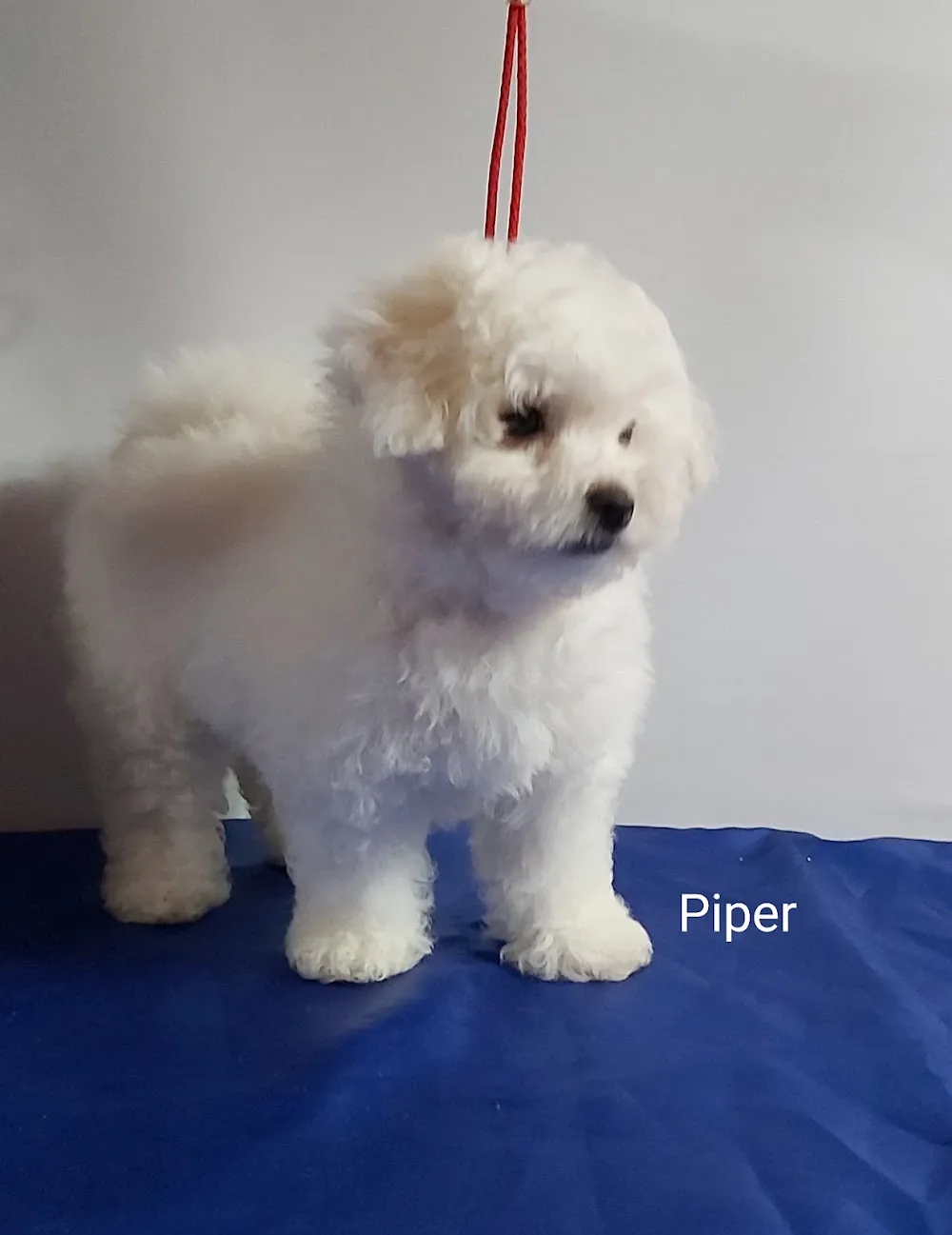 Kőbányai Pelyhes Bolognese Kennel - Pest County pet otel