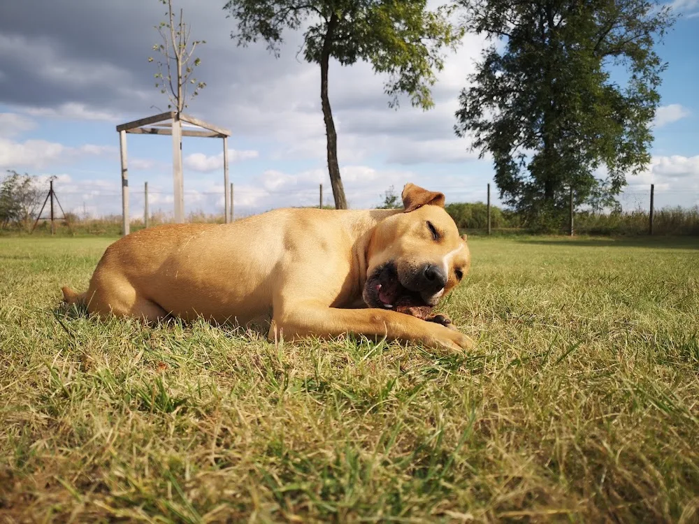 Touche-eyed Kutyapanzió, - kozmetika és Kutyaiskola - Pest County pet otel görseli 3