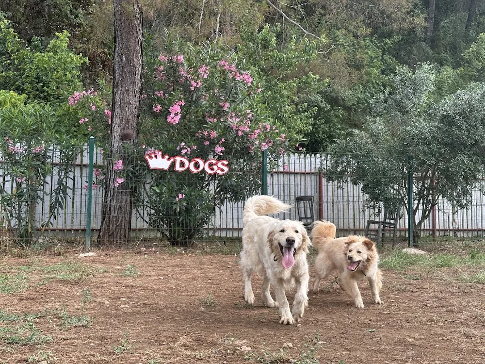 Pet Hotel Dalyan - Muğla pet otel görseli 3