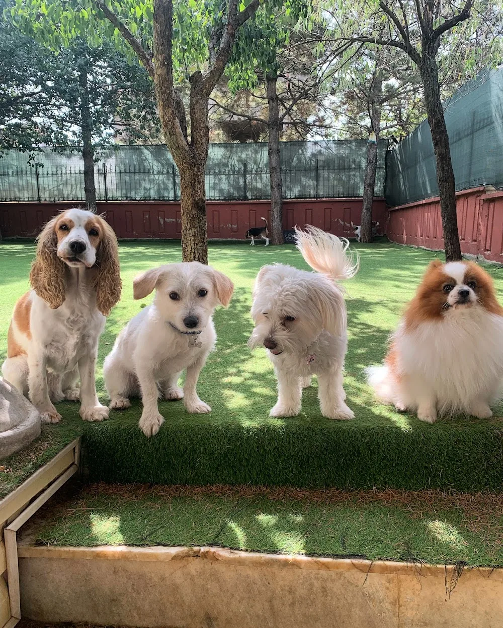 Pet N Fun Otel - Ankara Köpek Oteli - Ankara pet otel görseli 6