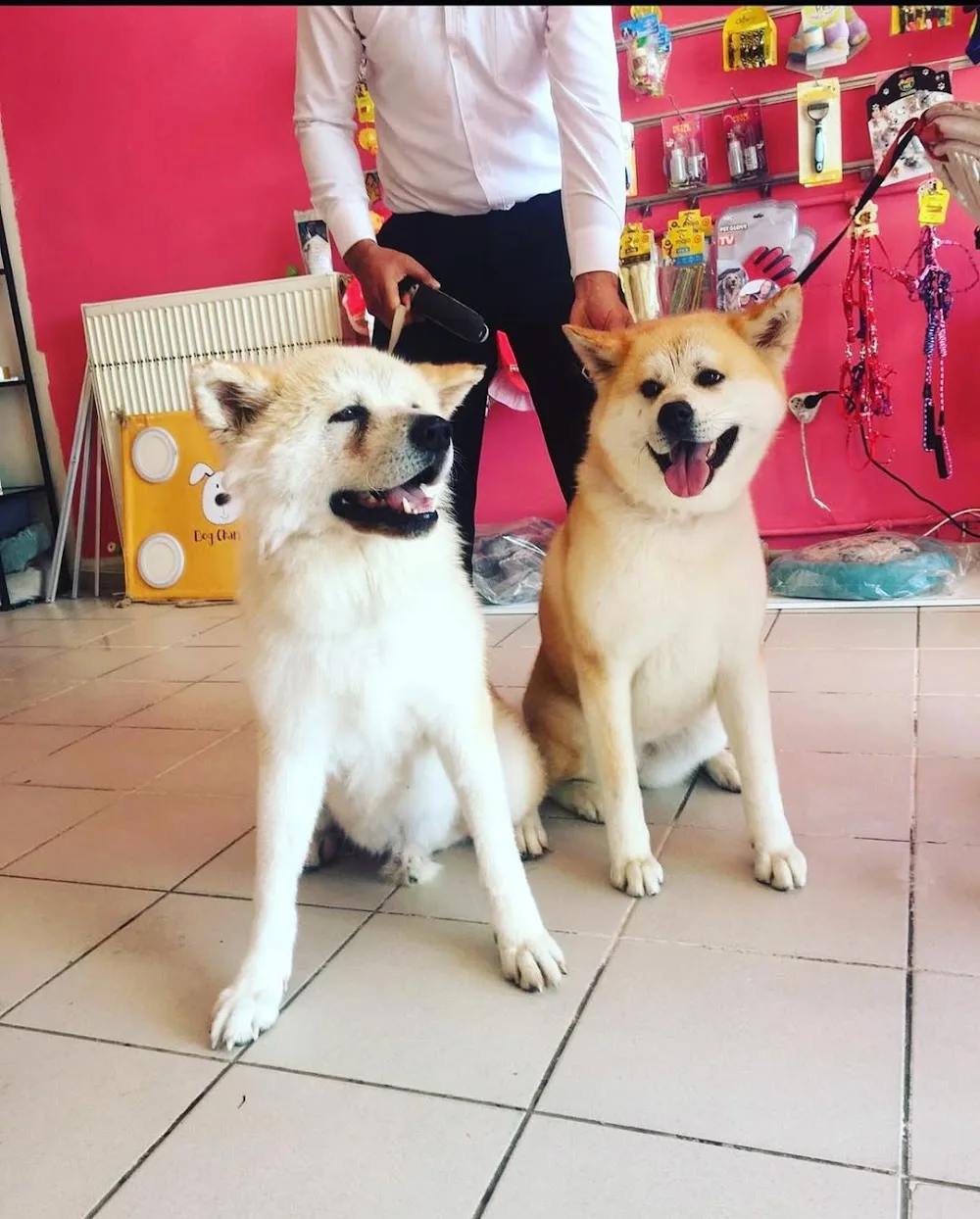 Pet Otel Bağlıca | Köpek Oteli - Ankara pet otel görseli 3