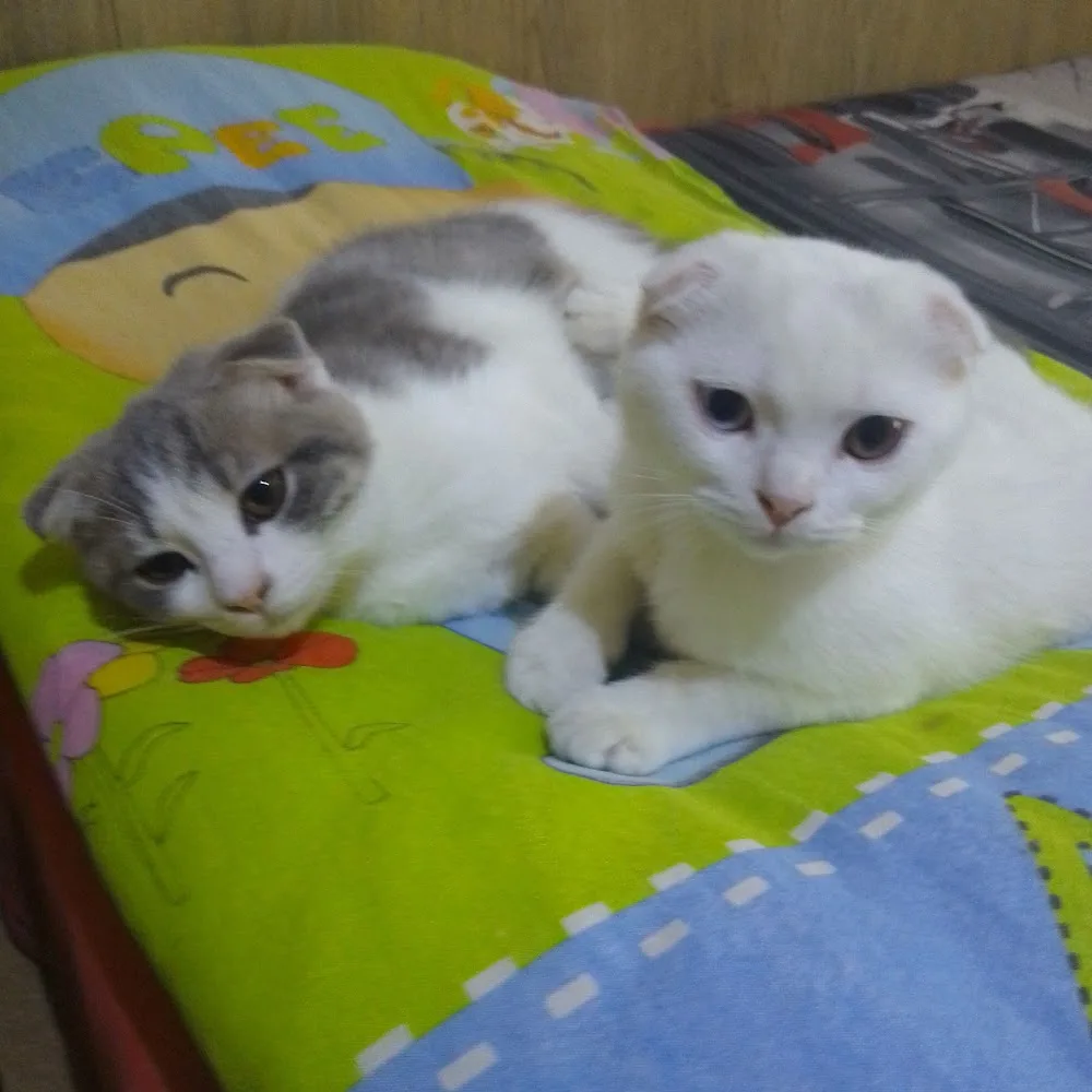 Pet otel yeşim Şengül - Manisa pet otel
