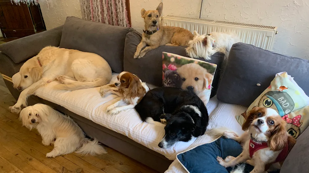 Pet Palas Köpek Oteli - Istanbul pet otel