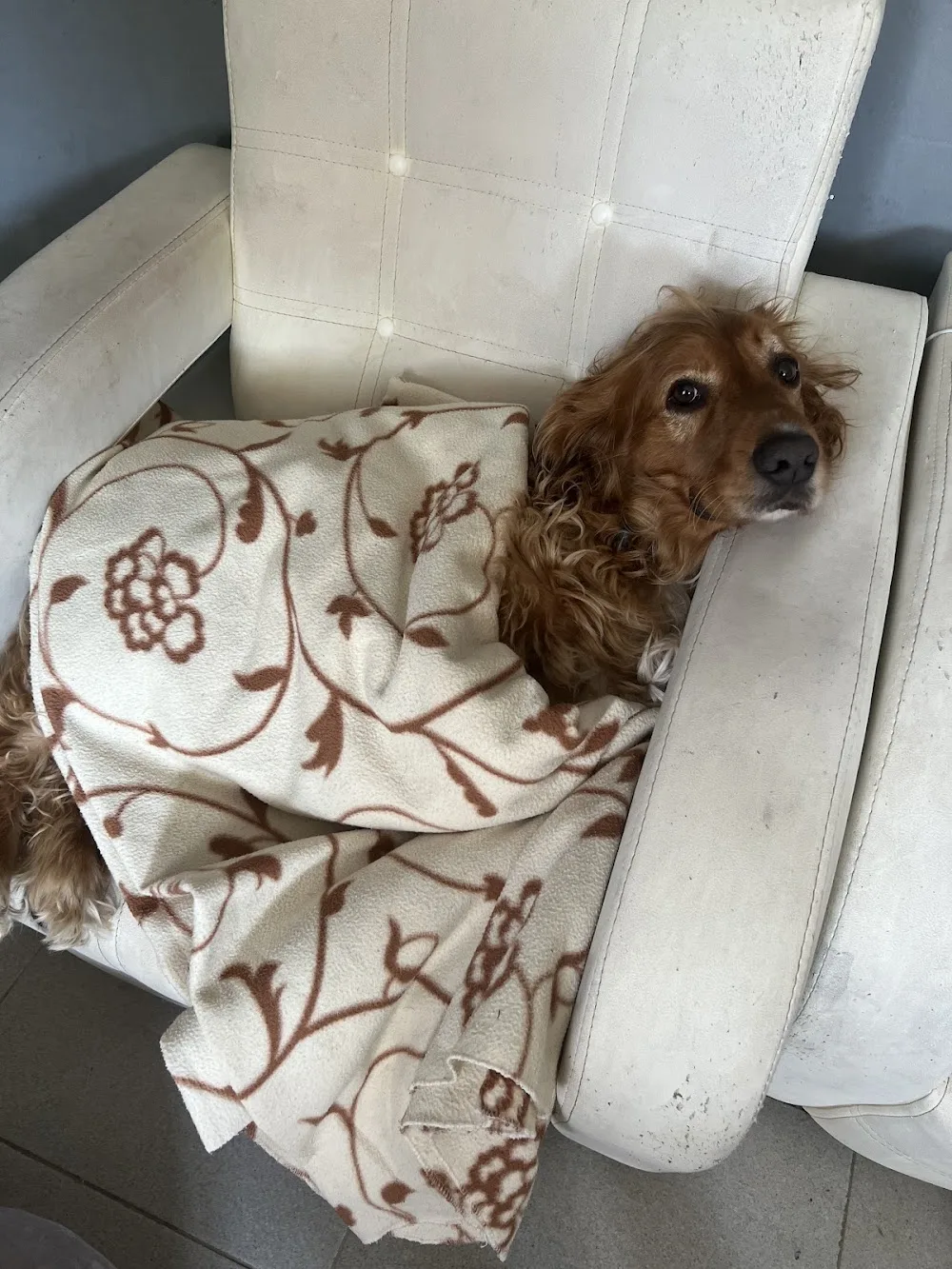 PET RESORT - KÖPEK OTELİ/KREŞİ - Ankara pet otel görseli 6