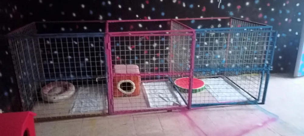 Pet VEGAS Pet OTEL & KREŞ ve Üretim çifliği - Gaziantep pet otel görseli 3