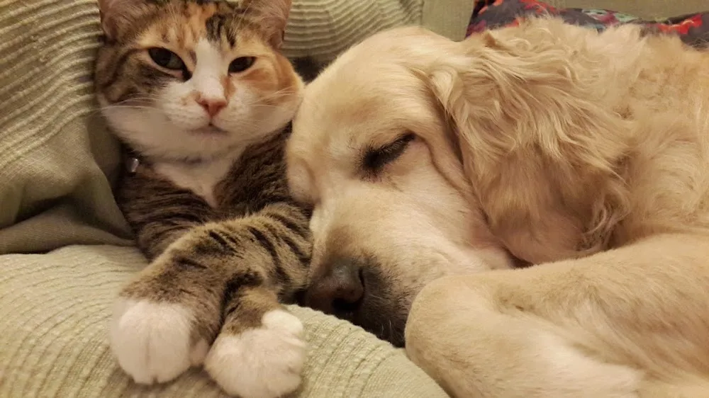 PETCHALET KEDİ KÖPEK OTELİ - Istanbul pet otel görseli 19