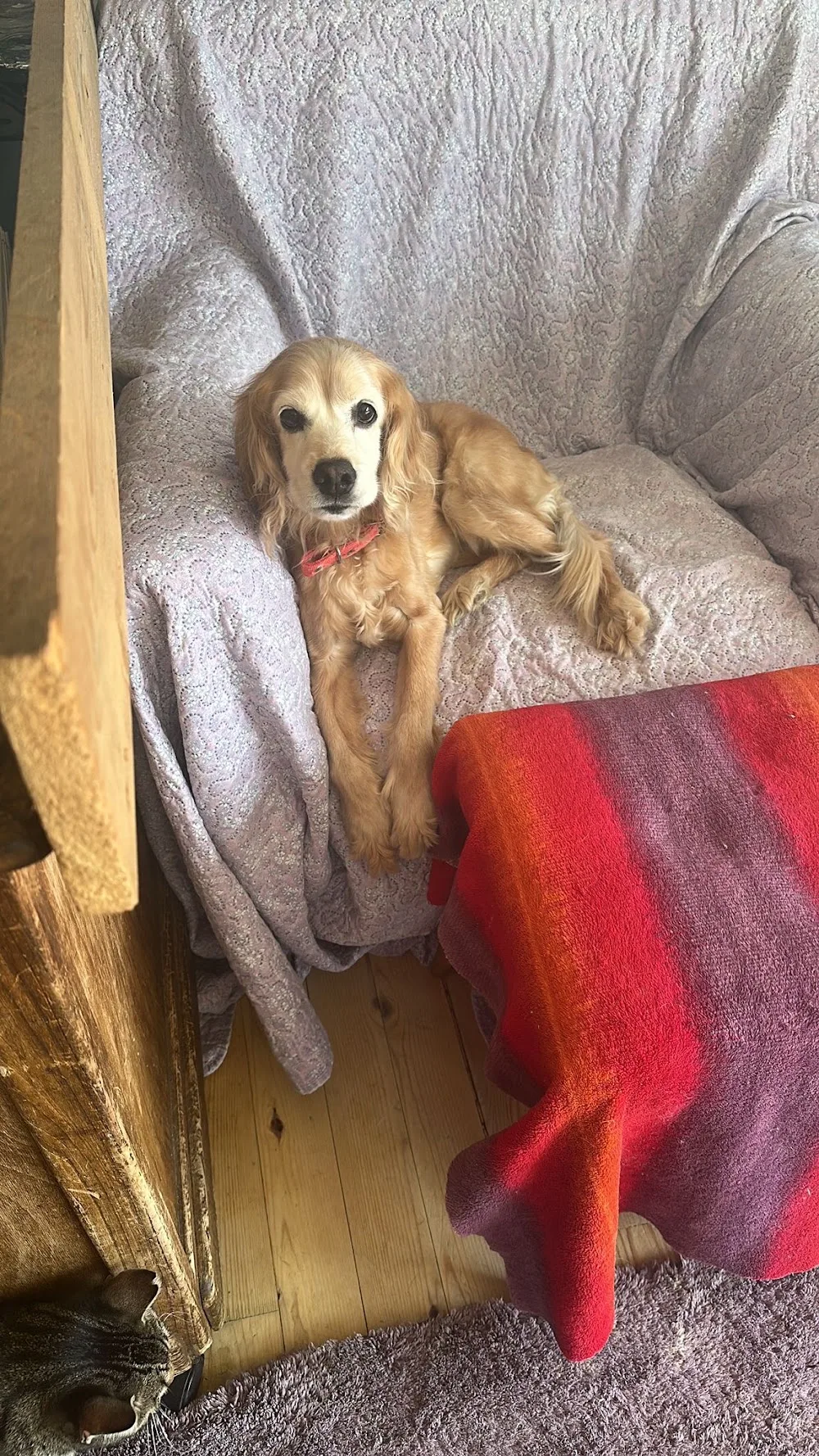 PETCHALET KEDİ KÖPEK OTELİ - Istanbul pet otel görseli 10