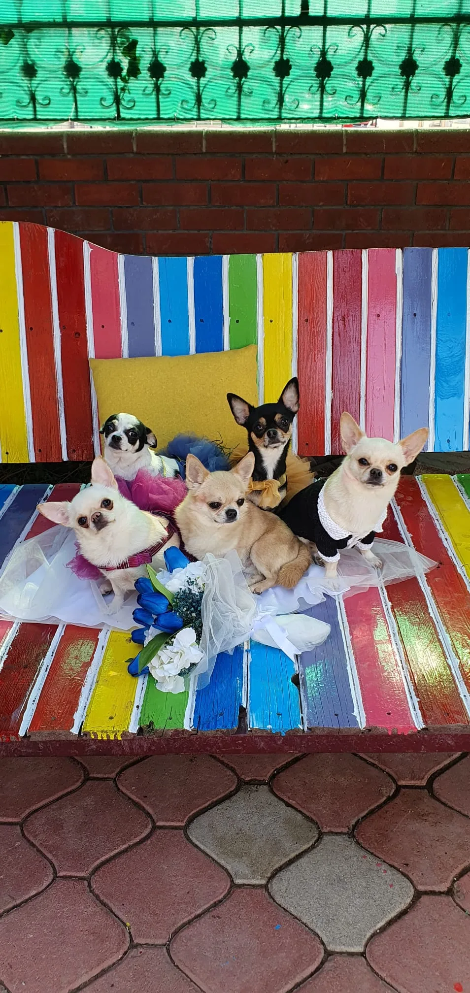Petfendy | Pet Otel & Kreş | Pet Taksi - Ankara pet otel görseli 6