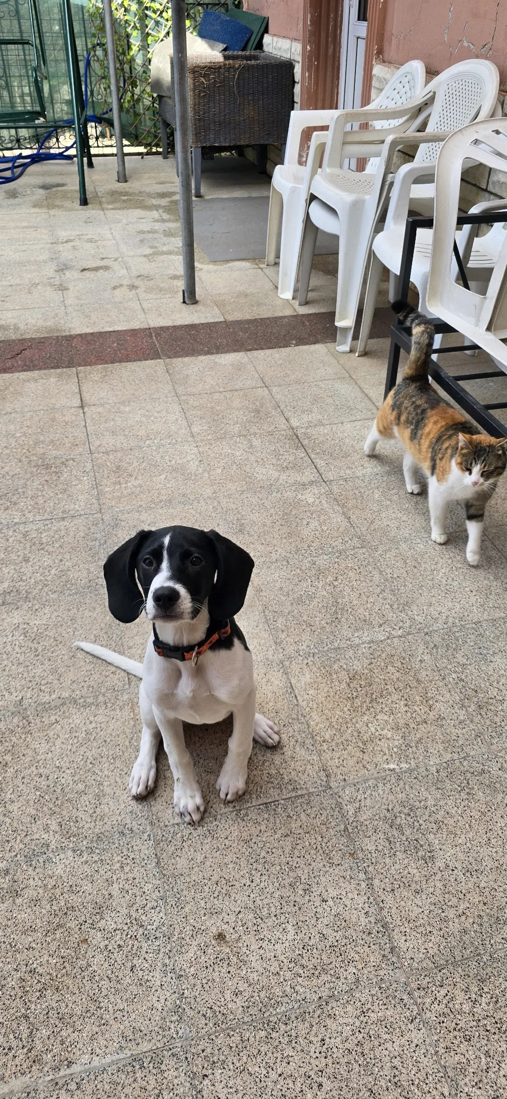Petinn Köpek Eğitim Konaklama - Ankara pet otel görseli 2