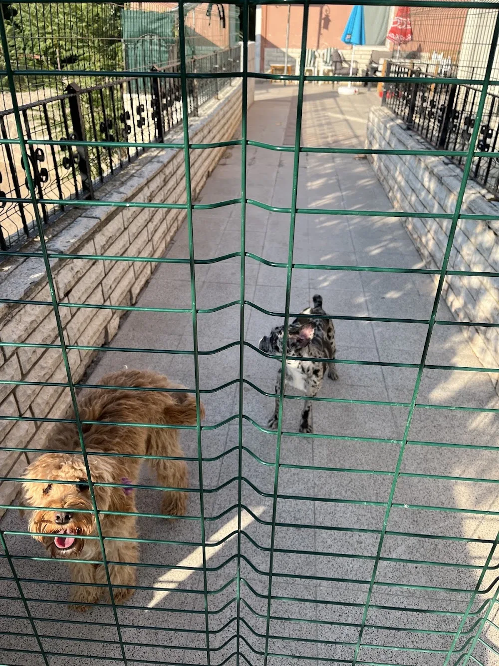 Petinn Köpek Eğitim Konaklama - Ankara pet otel görseli 3