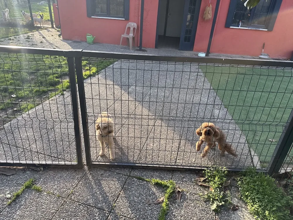 Petkampüs - Bursa pet otel görseli 2