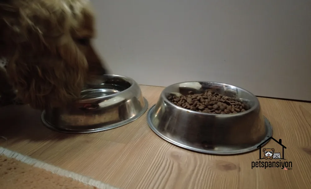 Pet's Pansiyon - Istanbul pet otel görseli 3
