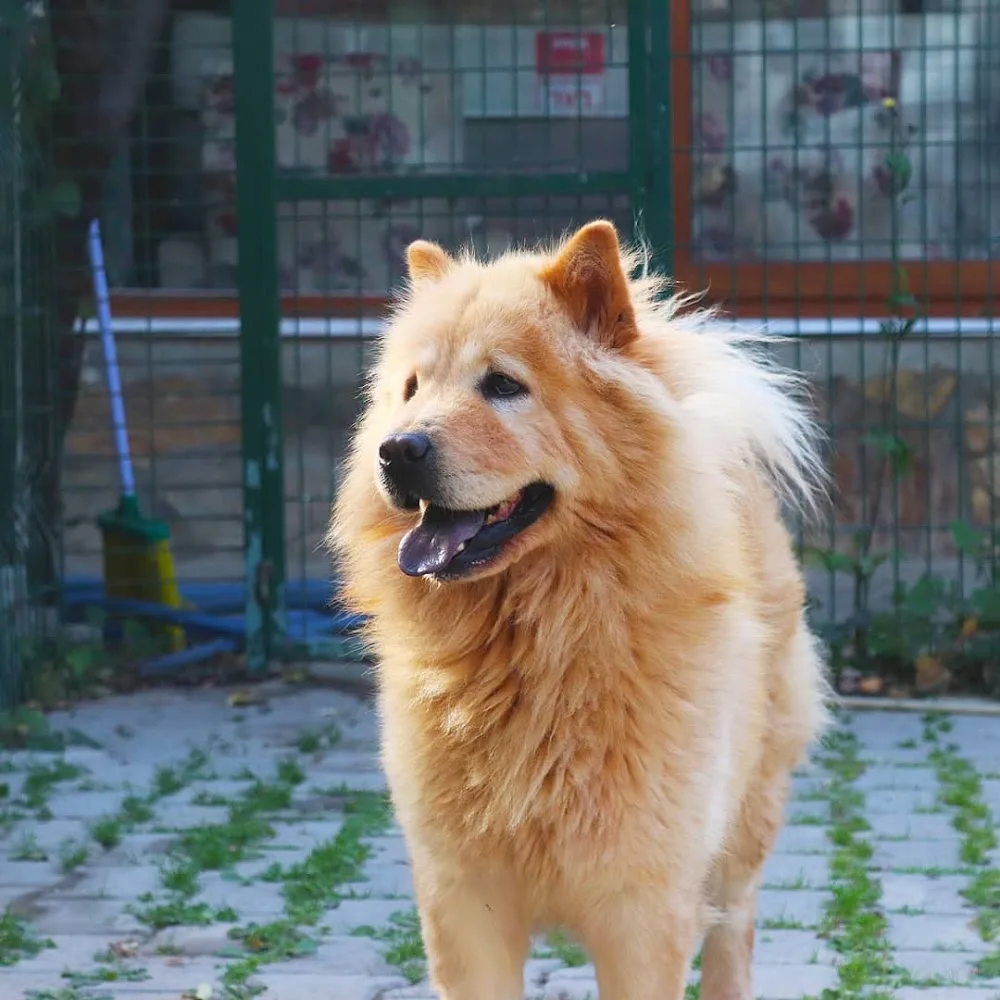 Pets Paradise Köpek Oteli Pansiyonu - Eğitim - Balıkesir pet otel görseli 3
