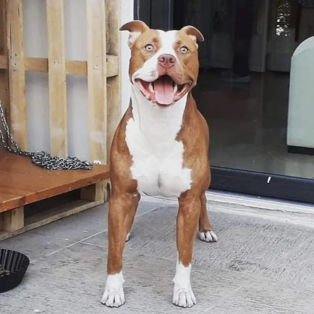 Pets Paradise Köpek Oteli Pansiyonu - Eğitim - Balıkesir pet otel görseli 4