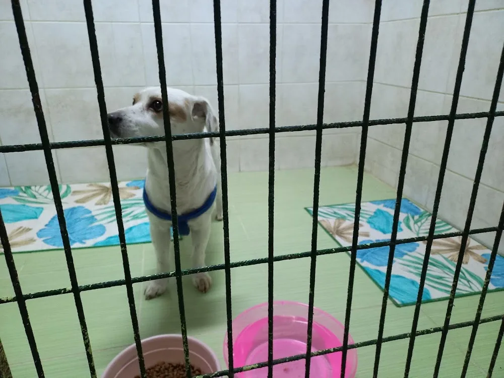 Pets Paradise Köpek Oteli Pansiyonu - Eğitim - Balıkesir pet otel görseli 6