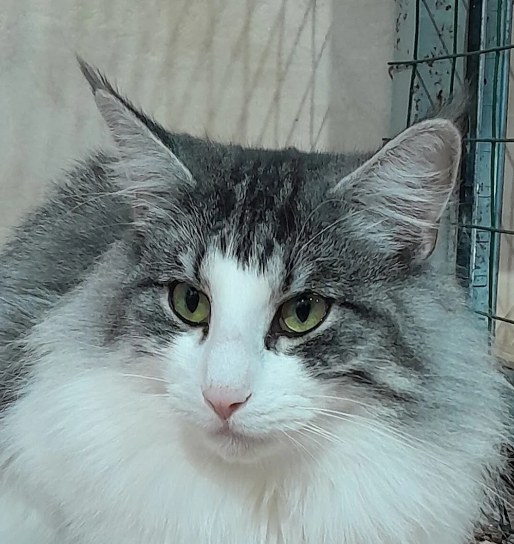 Gin Au Cat House pensione per gatti - Piacenza pet otel