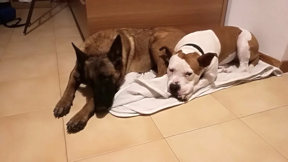 il mondo che vorrei pensione e servizi per animali - Piacenza pet otel
