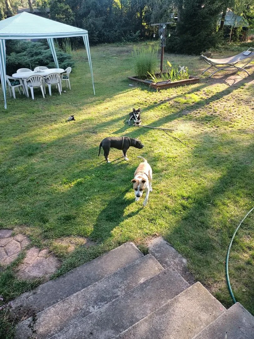 Psi Zakątek - domowy psi hotel & petsitter Warszawa - Piaseczno pet otel görseli 3