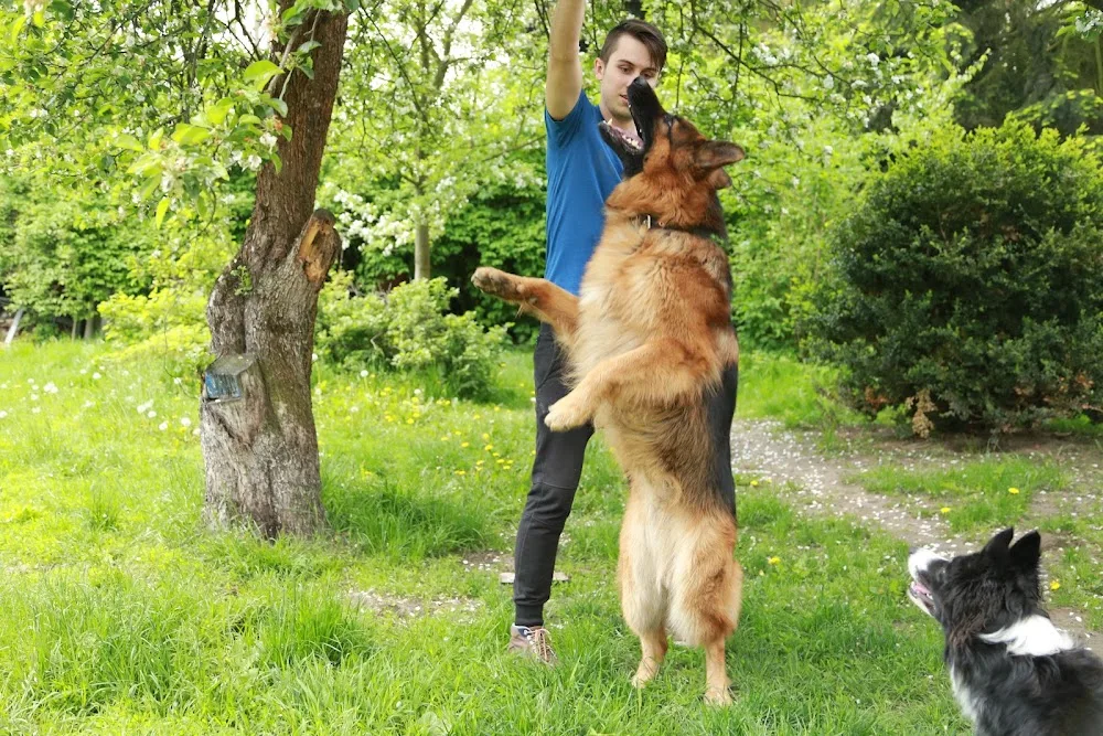 Psotel Gracja - Petsitter | Hotel dla psów i gryzoni - Piaseczno pet otel