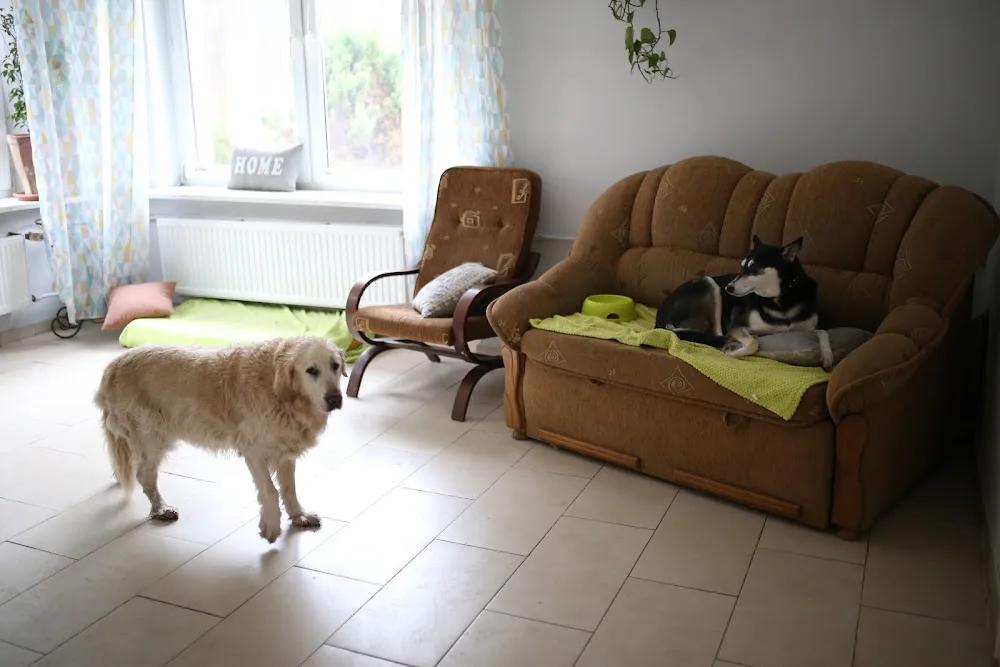 Psotel Gracja - Petsitter | Hotel dla psów i gryzoni - Piaseczno pet otel görseli 3
