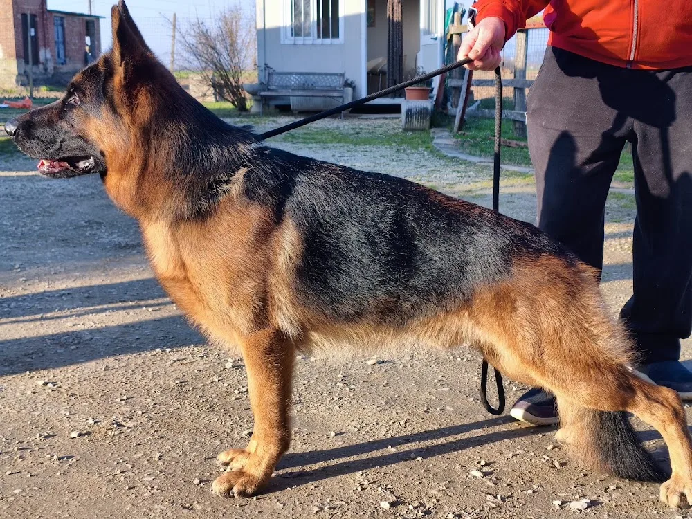 Allevamento Casa Mattia - Piedmont pet otel görseli 3