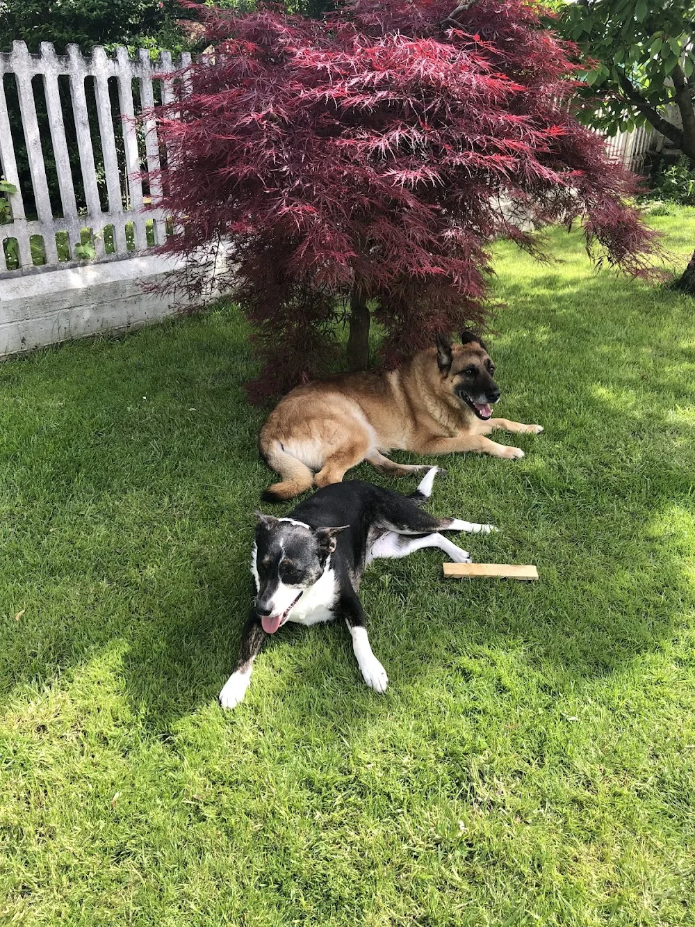 Canile Gattile Di Moncalieri - L' Albero di Mais - Piedmont pet otel görseli 3