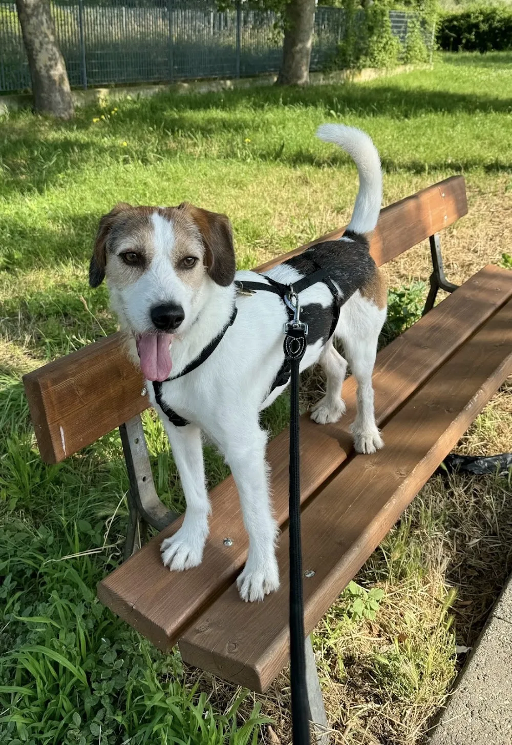 Canile Oasi Torino - Pensione per Cani e Gatti, Rifugio e Veterinario - Piedmont pet otel