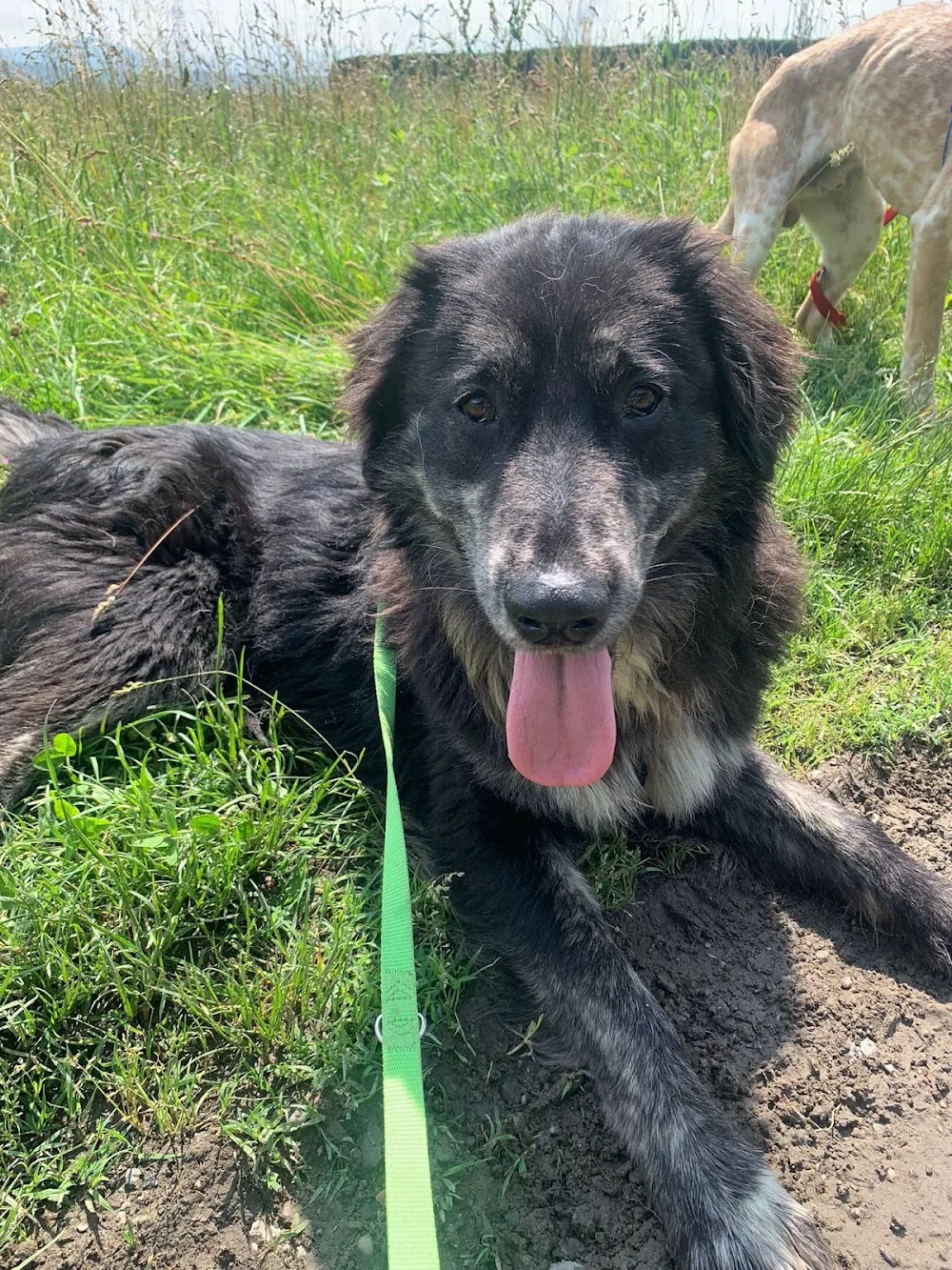 Canile Oasi Torino - Pensione per Cani e Gatti, Rifugio e Veterinario - Piedmont pet otel görseli 3