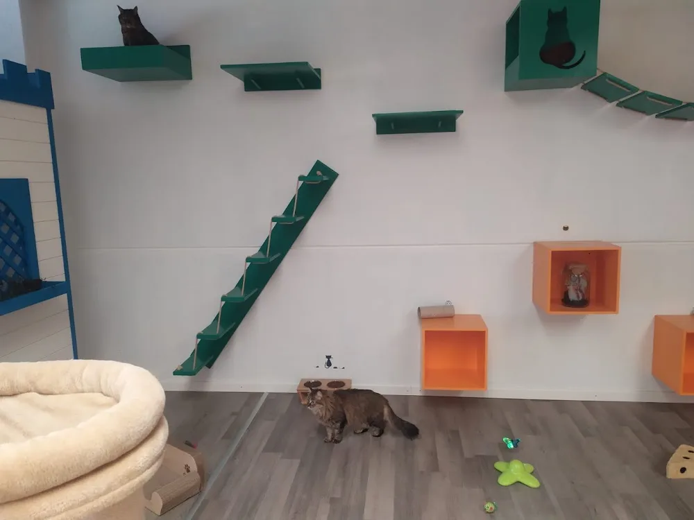 Catbridge Hotel - Piedmont pet otel görseli 3