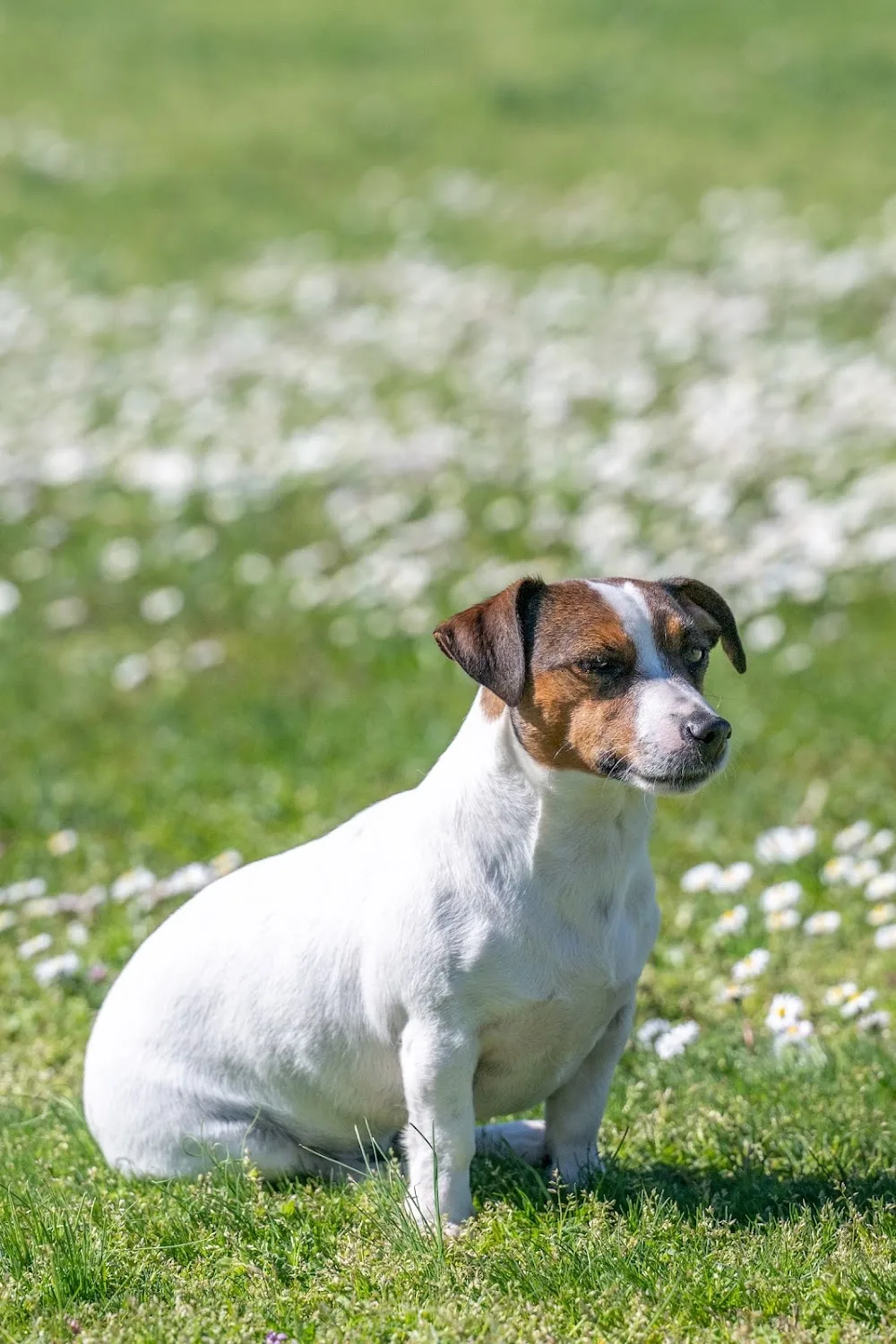 La Contea di Devon - Pensione, allevamento e addestramento Cani - Piedmont pet otel