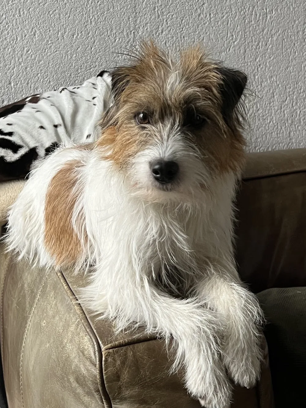 La Contea di Devon - Pensione, allevamento e addestramento Cani - Piedmont pet otel görseli 3