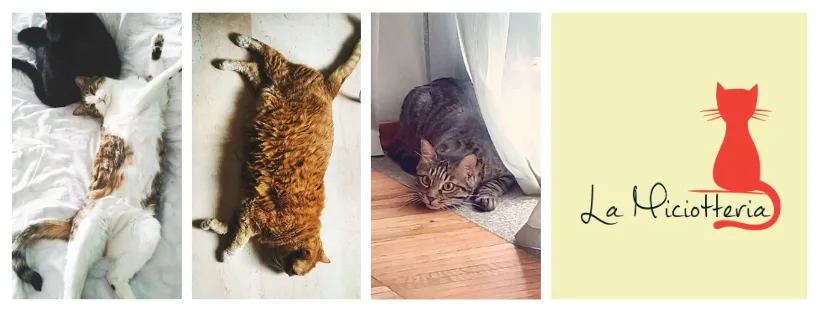 La Miciotteria - cat sitting - Piedmont pet otel