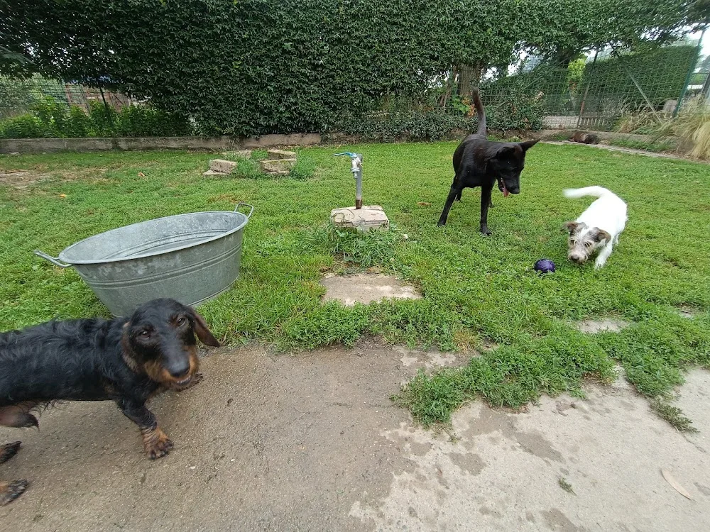 La Tana del Boarone - Piedmont pet otel