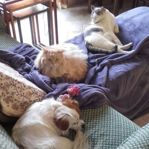Mein Staffi Allevamento e Pensione - Piedmont pet otel görseli 4