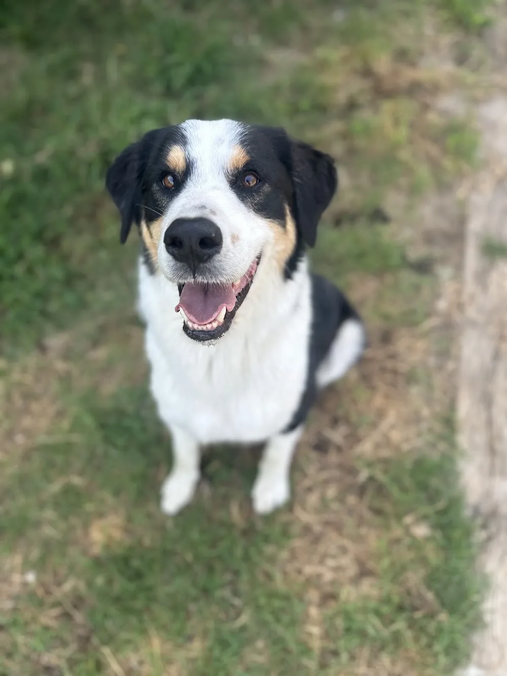 Pensione per cani Il Ciliegio - Piedmont pet otel görseli 3