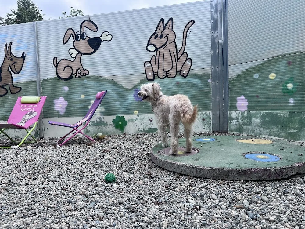 Per un Pelo - Pensione Professionale per Cani Gatti e altri Animali - Piedmont pet otel görseli 3