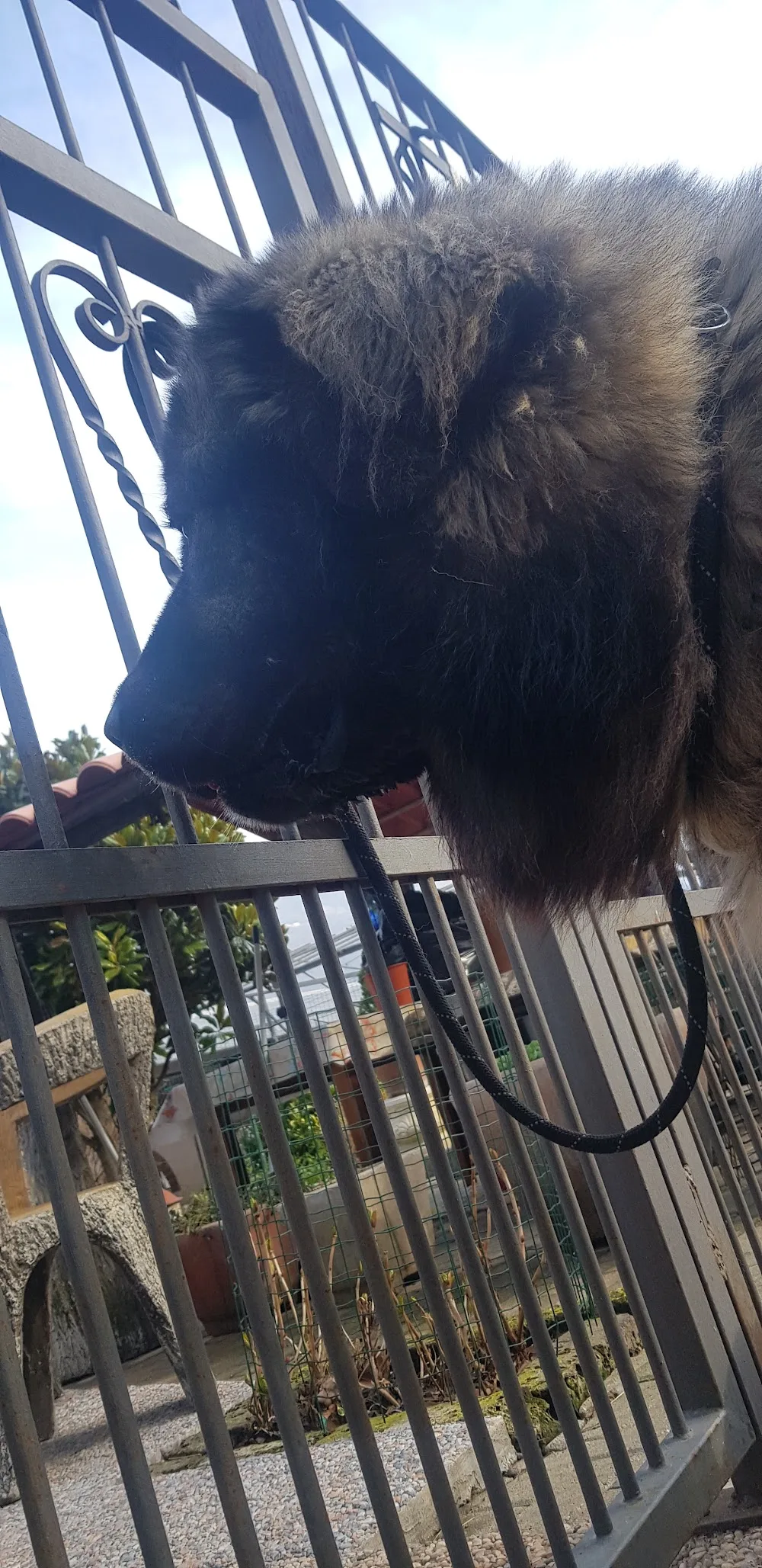 PRETTY GIRLS KENNEL - Piedmont pet otel