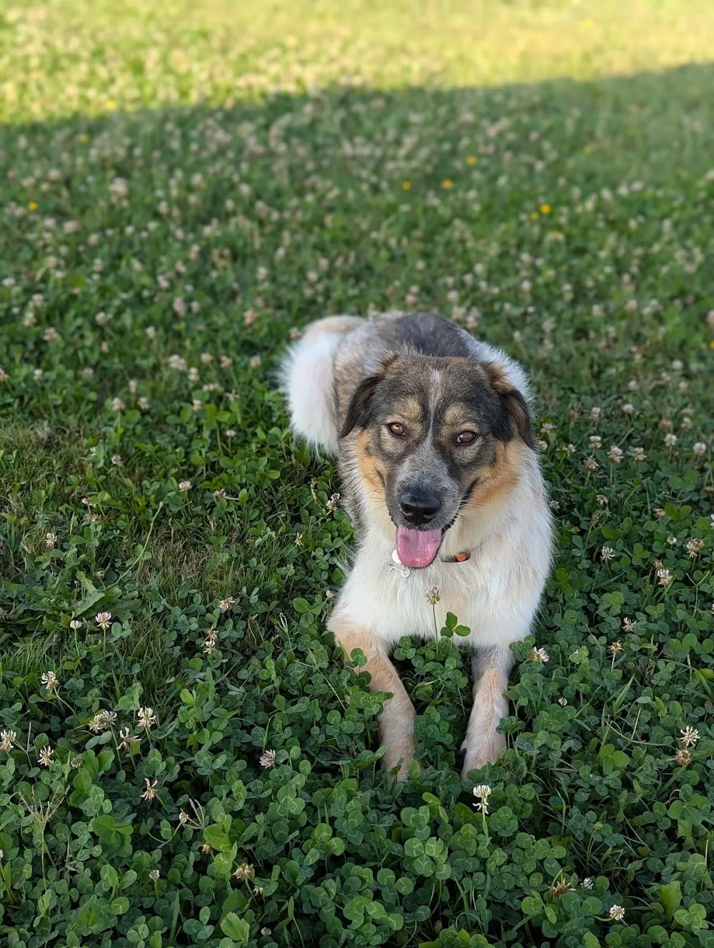 Sedici Undici Pensione per animali domestici - Piedmont pet otel görseli 3