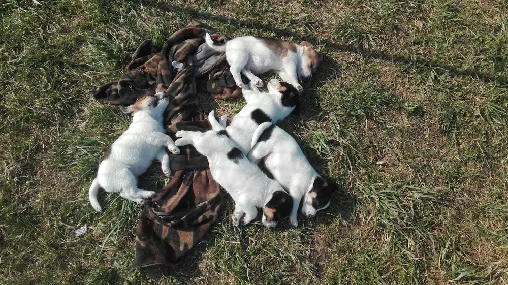Villa Gaia - Piedmont pet otel