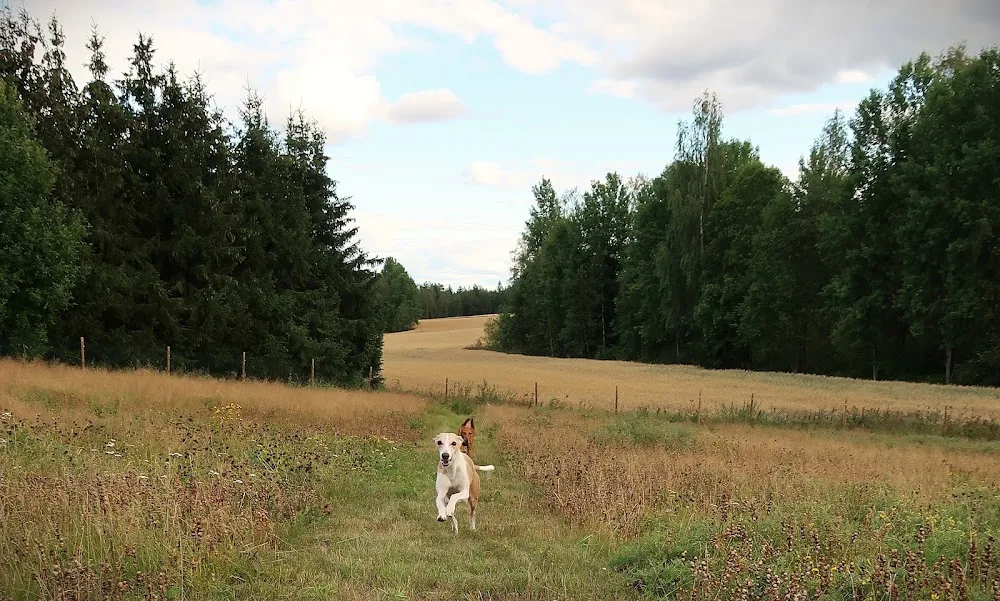 Hurttapirtti - Pirkanmaa pet otel