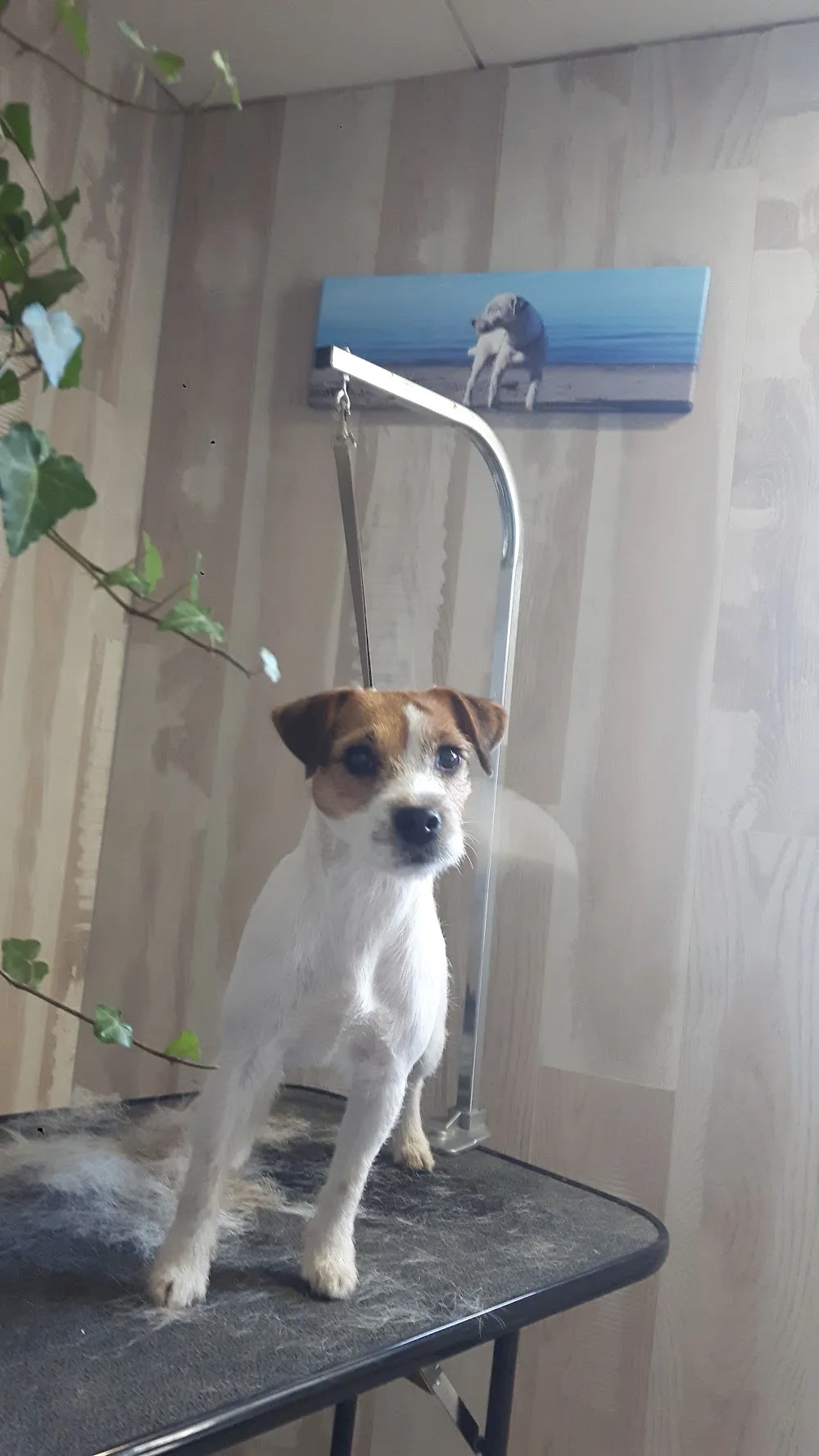 Karvahaalarin koirahoitola - Pirkanmaa pet otel görseli 15